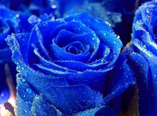Hình ảnh về hoa hồng xanh	